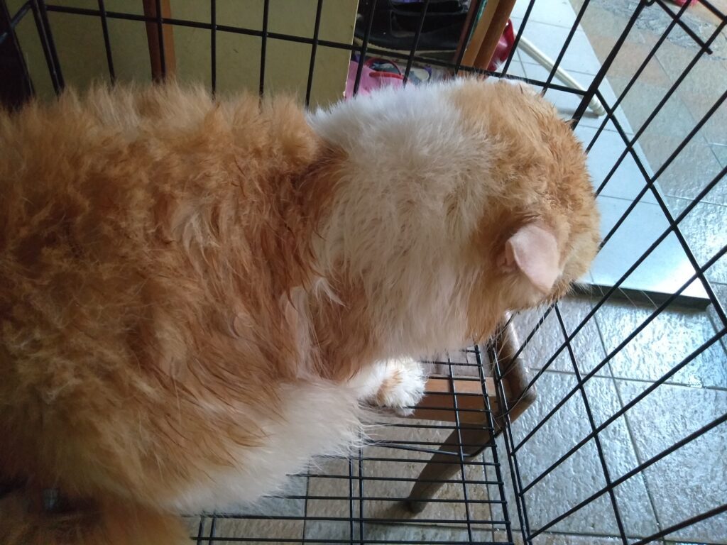 bulu kucing