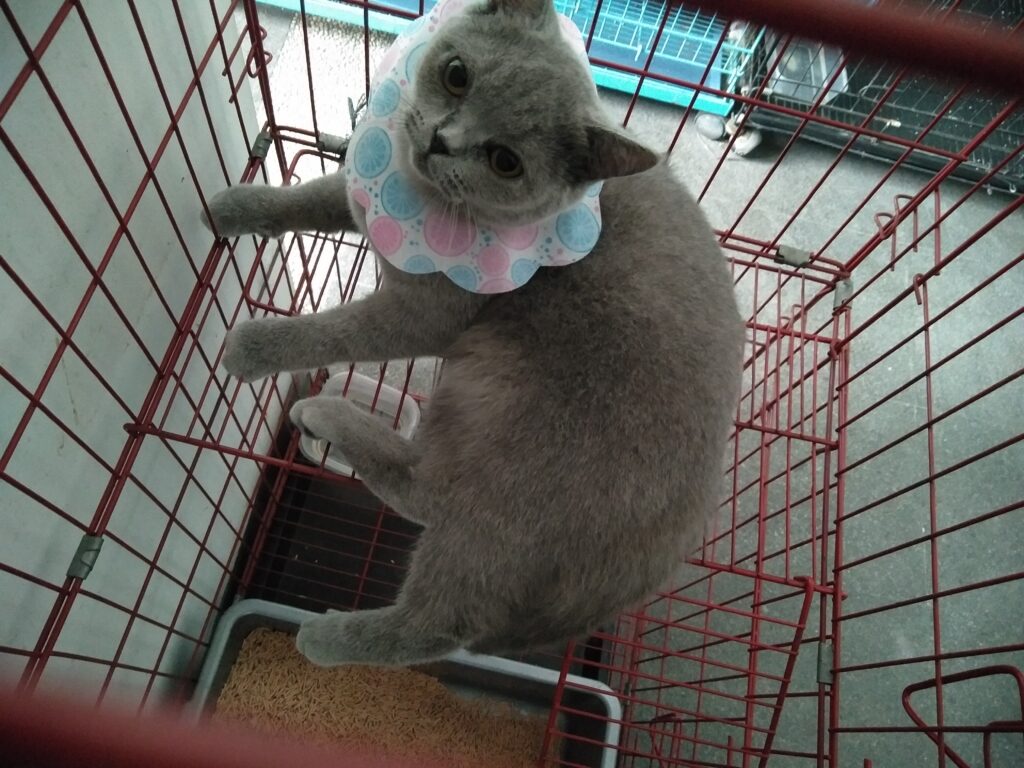 Manfaat Grooming Kucing
