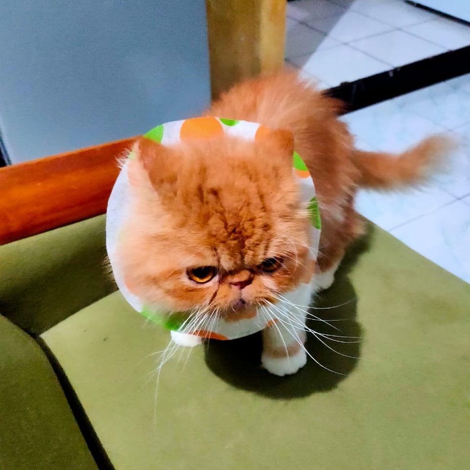 Grooming Kucing Panggilan