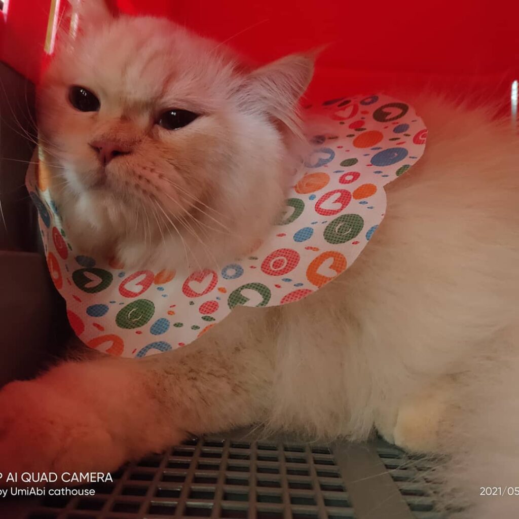 penitipan kucing