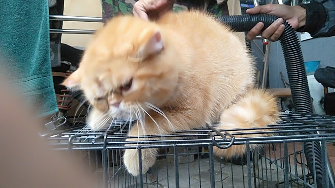 Bulu Kucing