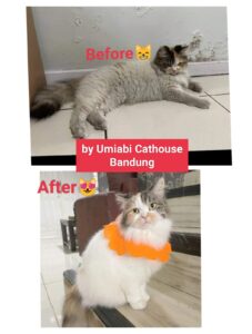before after grooming