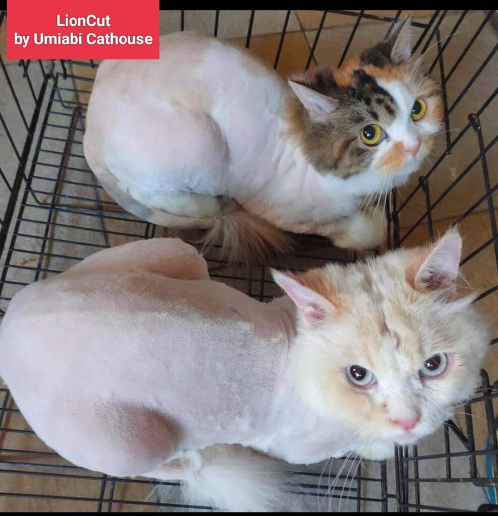 Lioncut