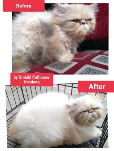 before after grooming kucing
