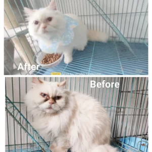 before after grooming gallery
