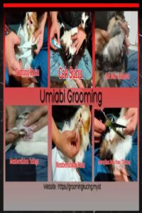 Treatment kucing