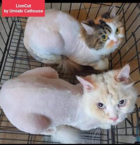 mencukur bulu kucing