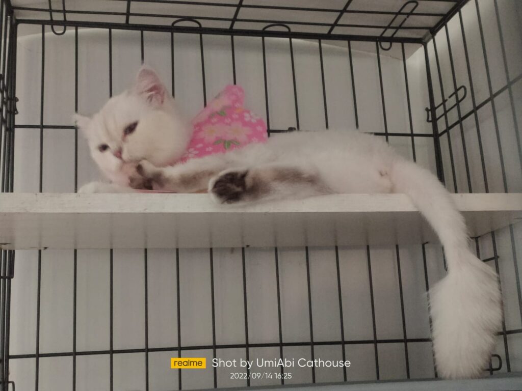 mencukur bulu kucing