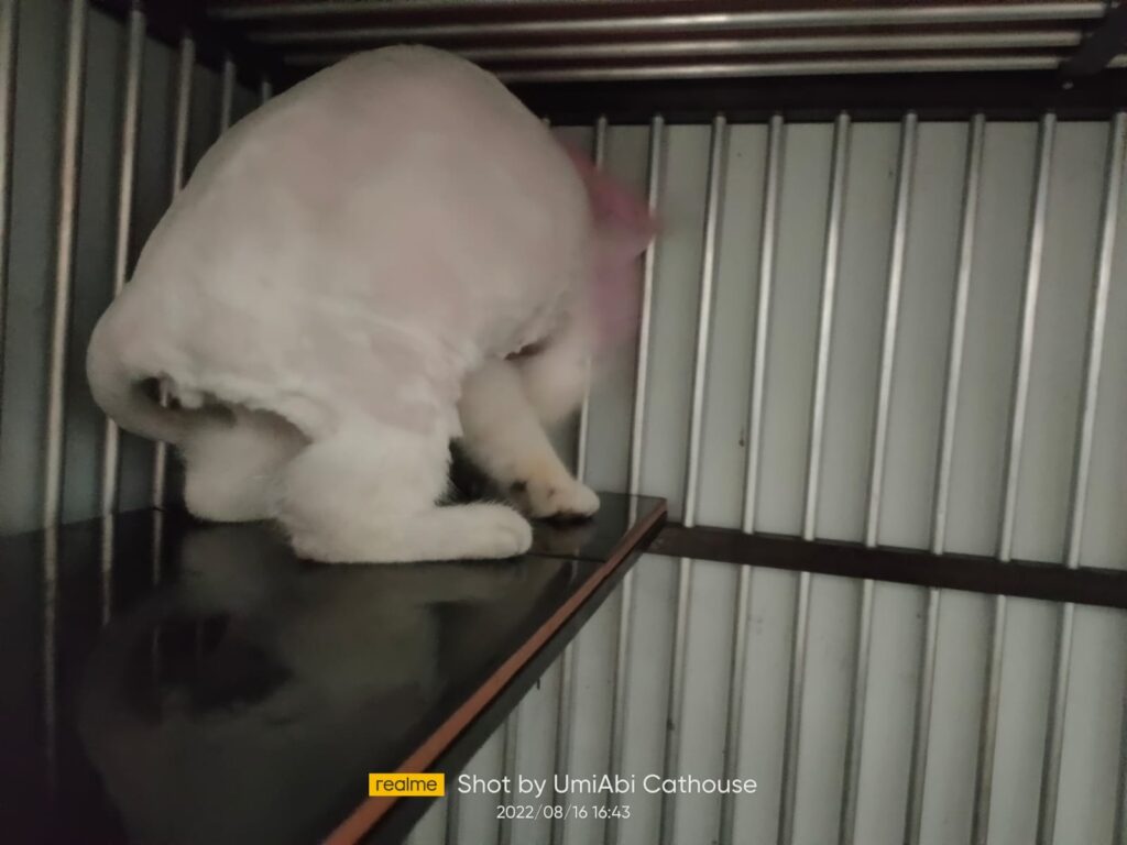 mencukur bulu kucing