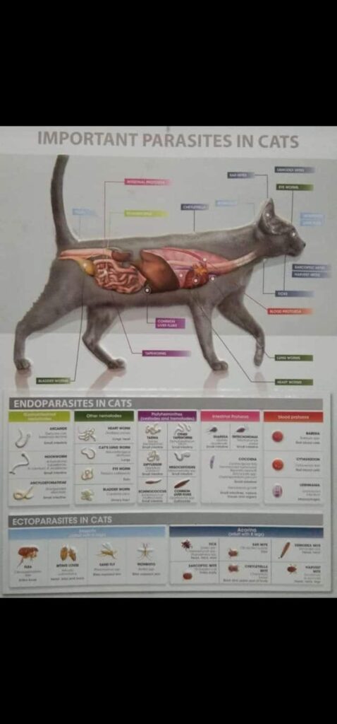 Anatomi Kucing