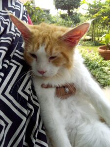 Anatomi Kucing