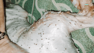 Grooming Kutu Kucing