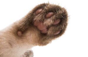 Paw atau telapak kaki kucing