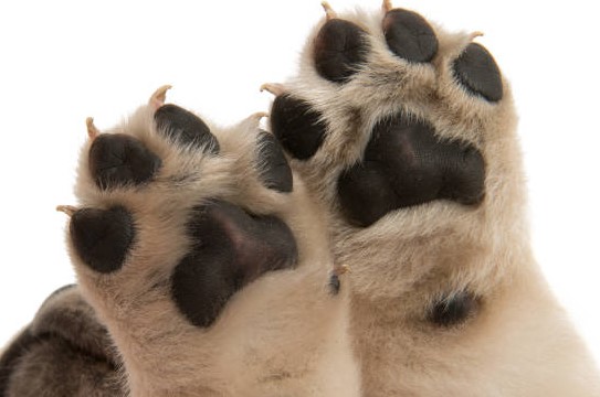 Paw atau telapak kaki kucing