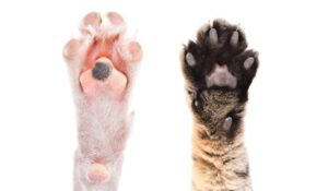Paw atau telapak kaki kucing
