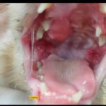 penyakit kucing yang mematikan
